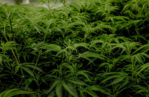 photo of marijuana plant