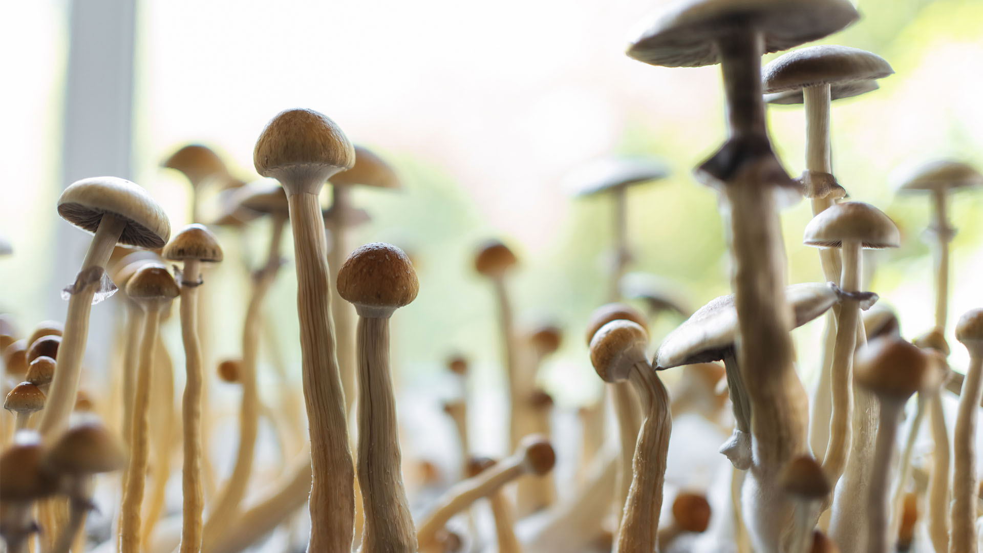 hallucinogen fungus shrooms