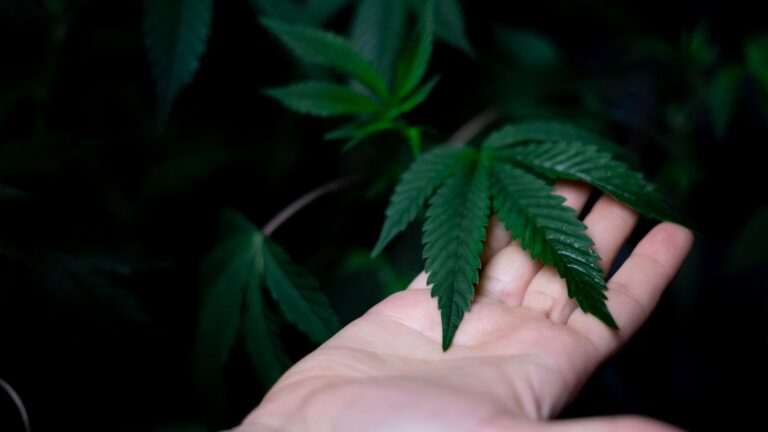 A human hand gently holding a green cannabis leaf